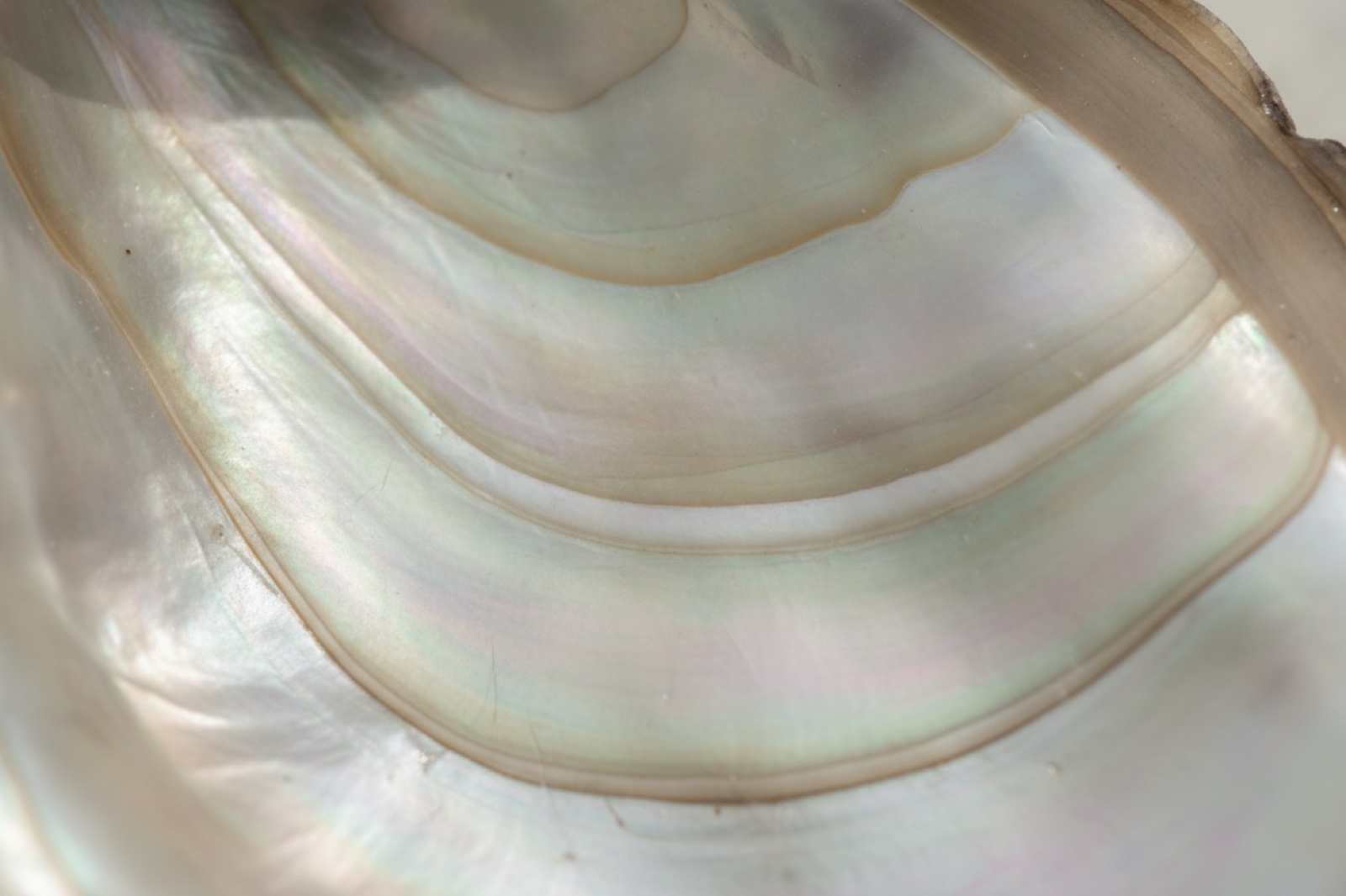 Macro photograph of the iridescent nacre lining of a large oyster shell, showing growth ridges